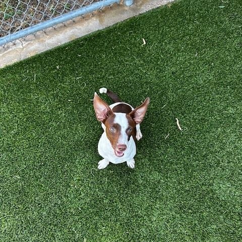 Aja, a ADOPTABLE Terrier in Lake Dallas, TX image 2/2