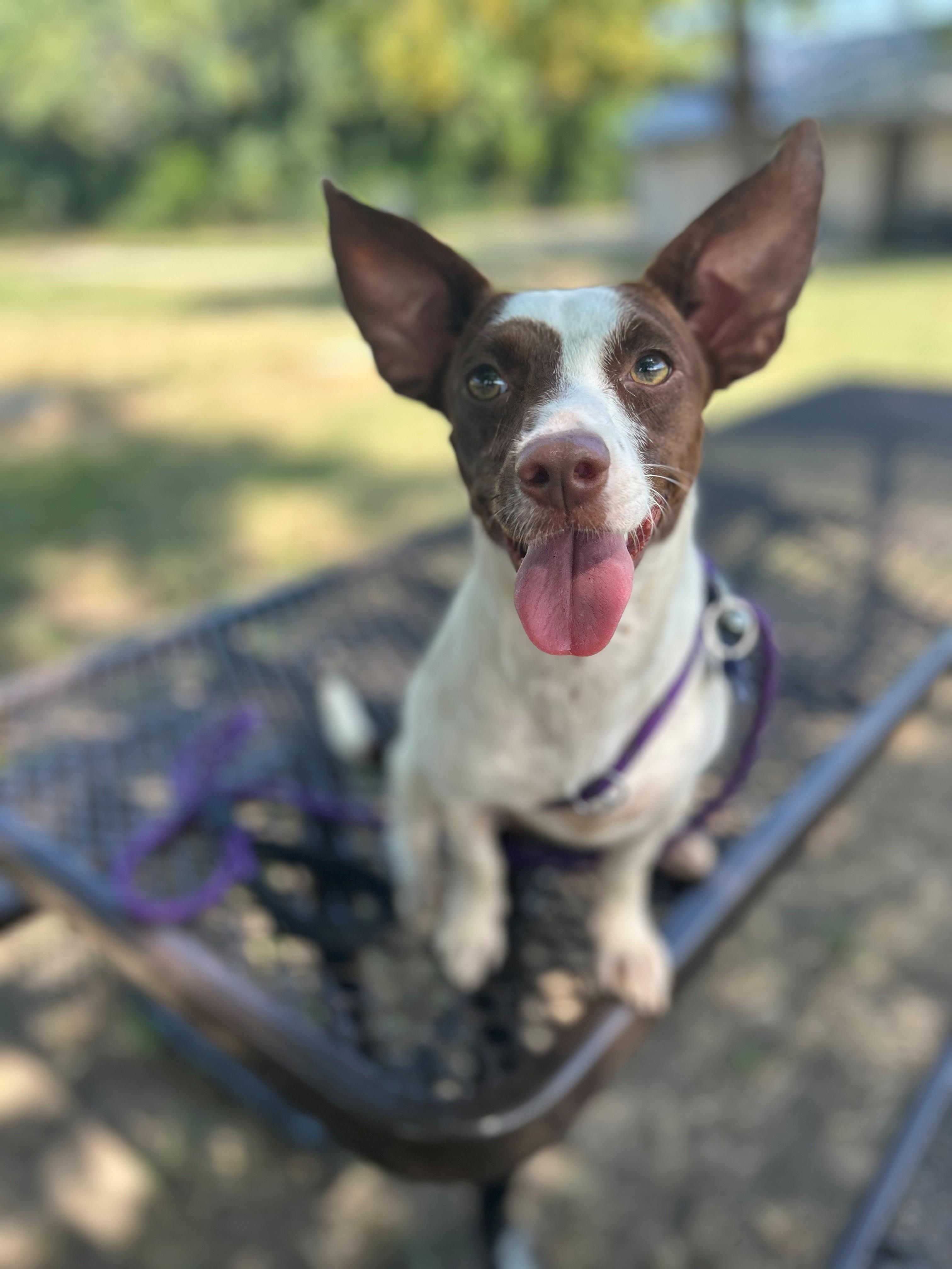 Aja, an adopted Terrier in Lake Dallas, TX image 3/4