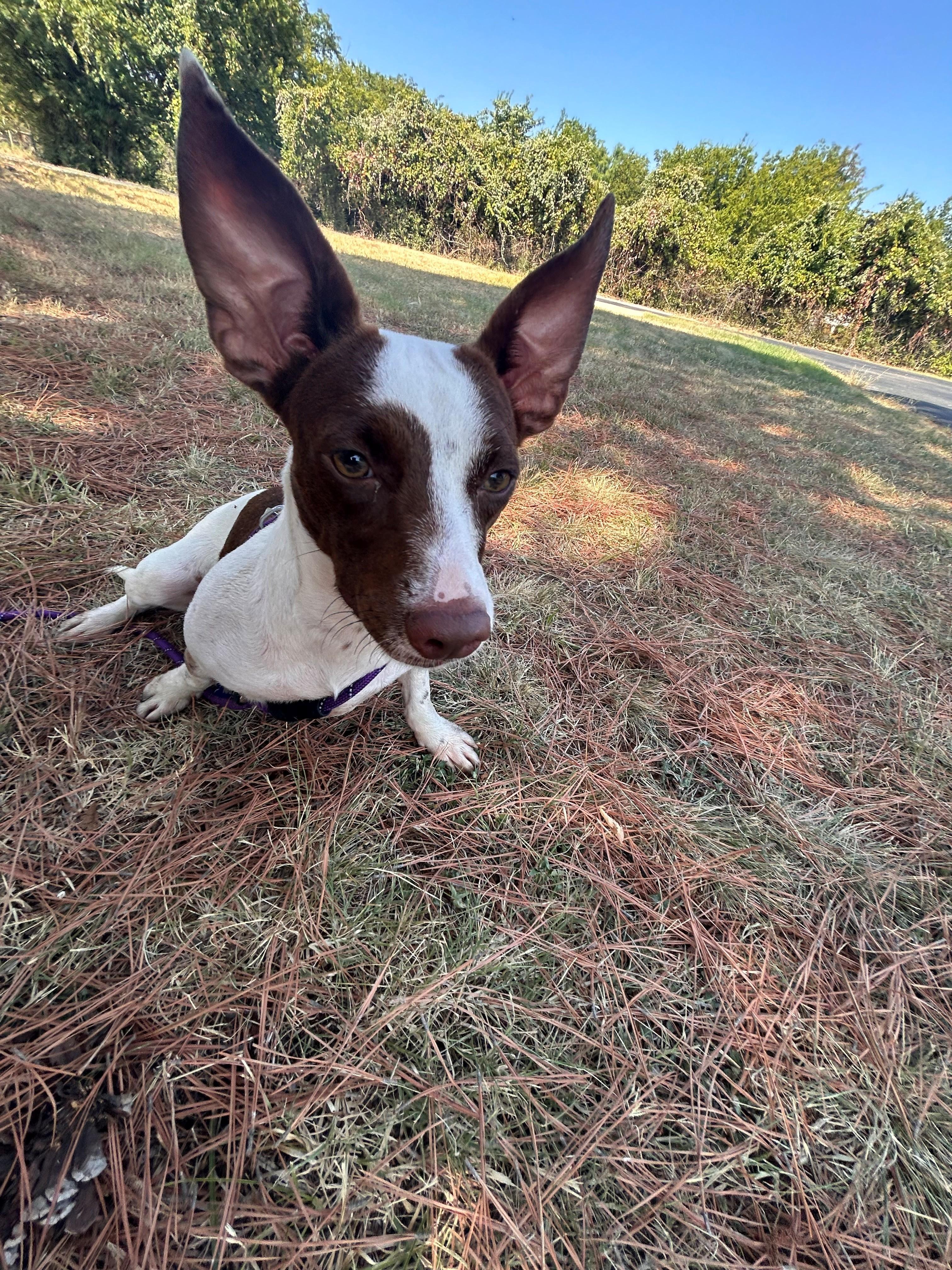 Aja, an adopted Terrier in Lake Dallas, TX image 4/4