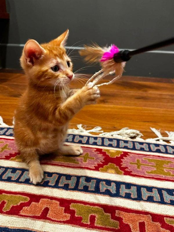 Squeaky, a Adopted Tabby in Knoxville, TN image 2/3