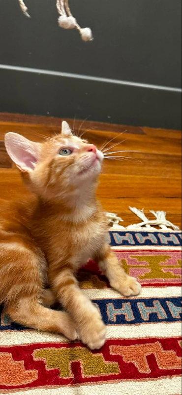 Squeaky, a Adopted Tabby in Knoxville, TN image 3/3