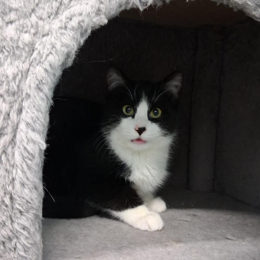 Lugia, adopted, Young Male Domestic Short Hair.