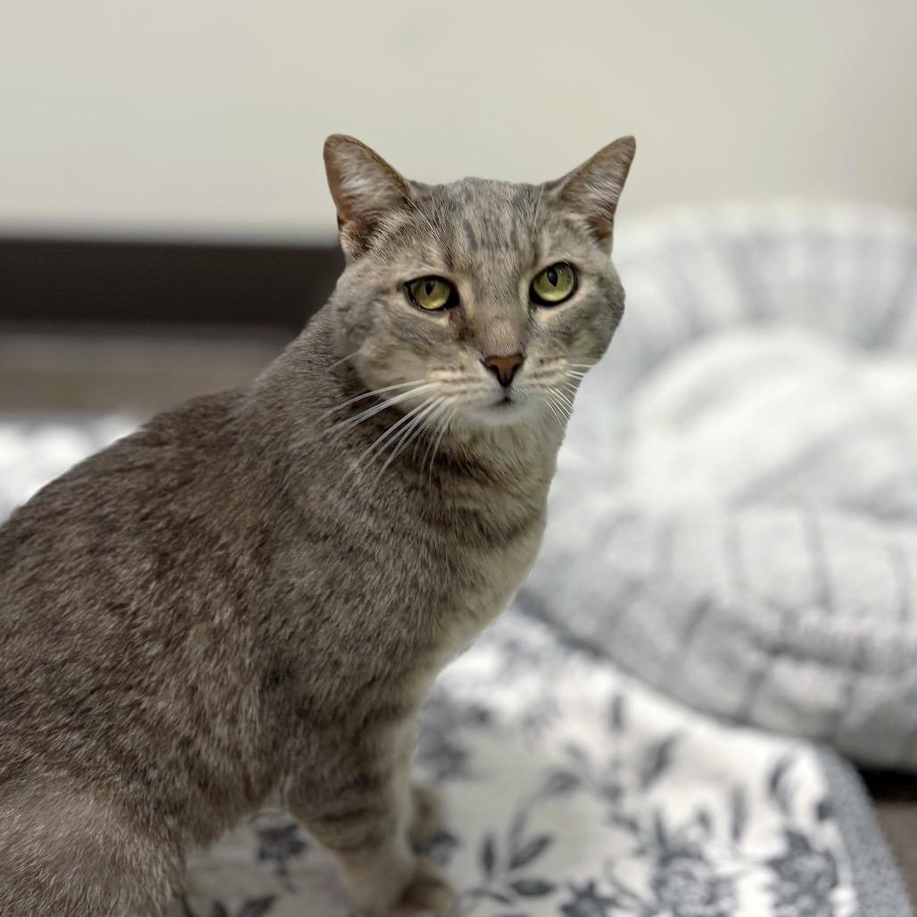 Izzy, Adoptable, Senior Female Domestic Short Hair.