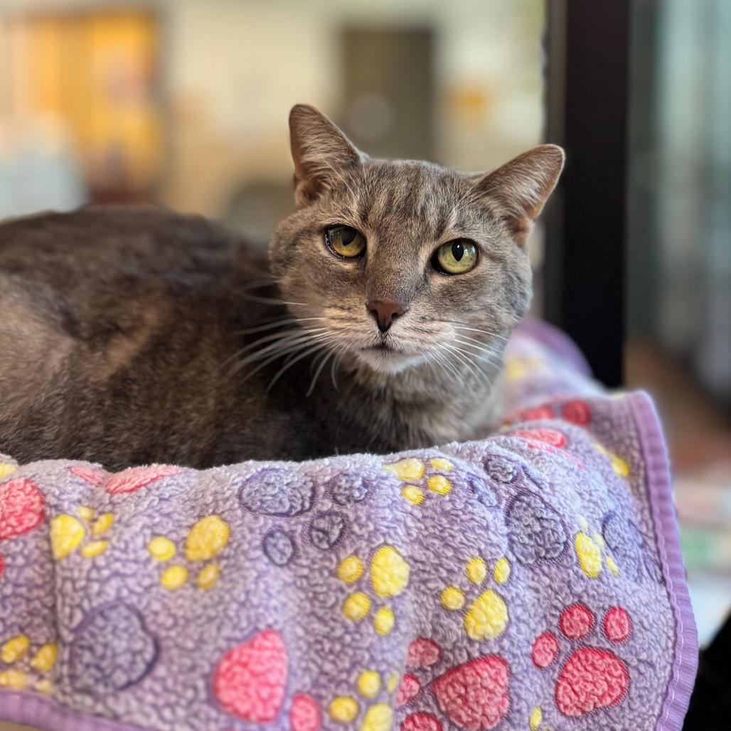 Izzy, Adoptable, Senior Female Domestic Short Hair.