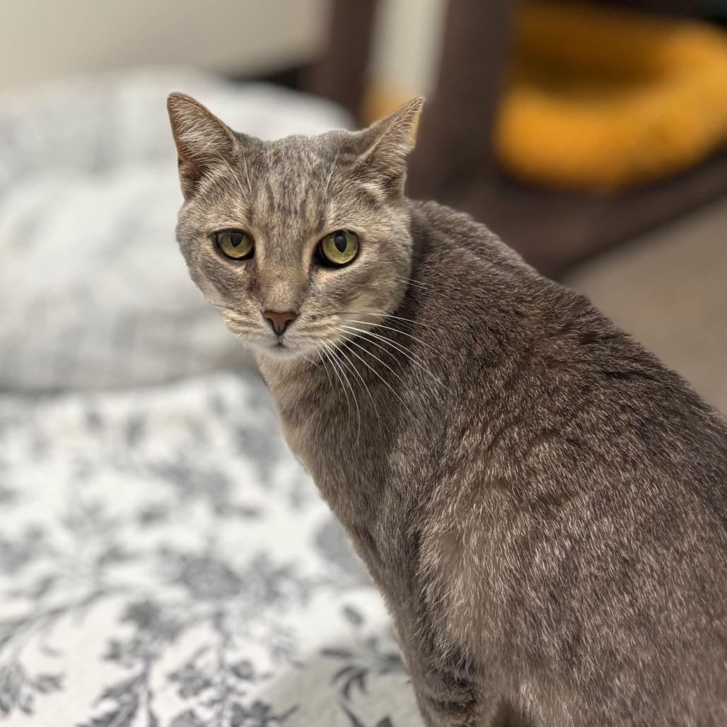 Enlarge Izzy, a Adoptable Domestic Short Hair in Nashville, IN image 2/3