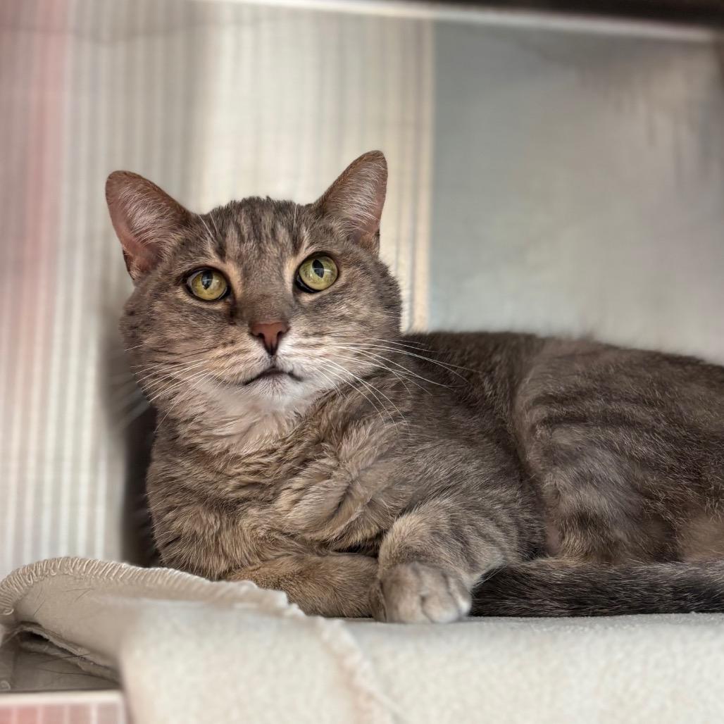 Enlarge Izzy, a Adoptable Domestic Short Hair in Nashville, IN image 3/3