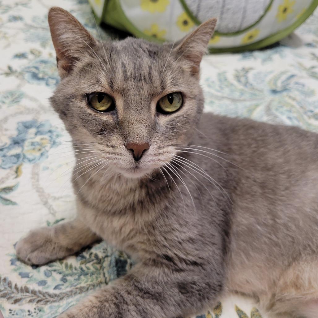 Izzy, a Adoptable Domestic Short Hair in Nashville, IN image 4/6