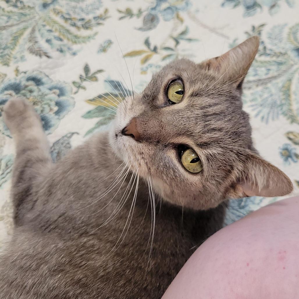 Izzy, a Adoptable Domestic Short Hair in Nashville, IN image 5/6