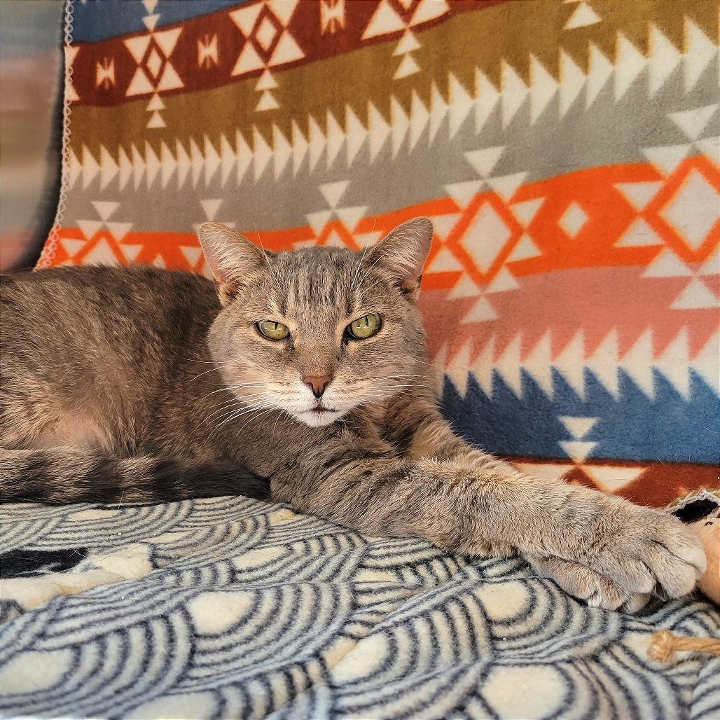 Enlarge Izzy, a Adoptable Domestic Short Hair in Nashville, IN image 5/5