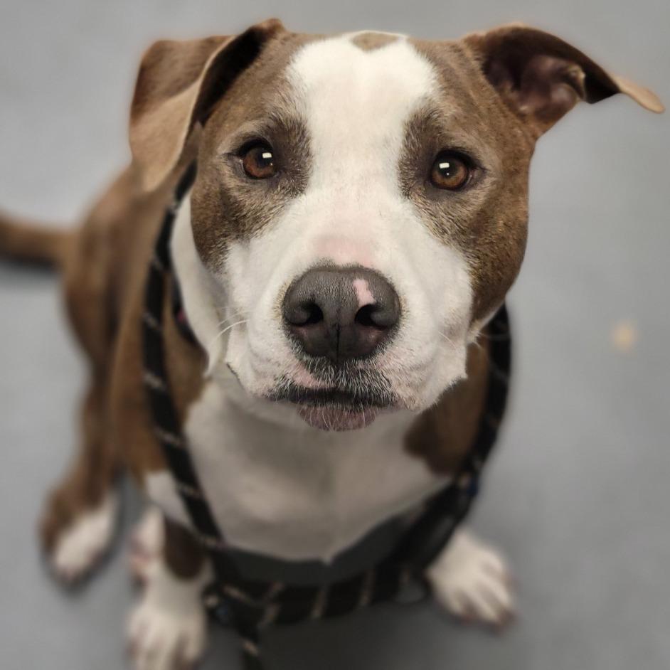 Thelma, Adoptable, Adult Female Mixed Breed.