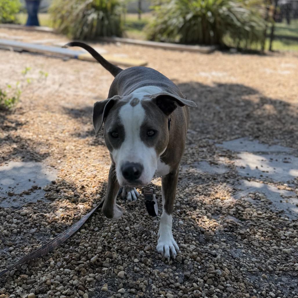 Thelma, a Adoptable Mixed Breed in Sarasota, FL image 2/6