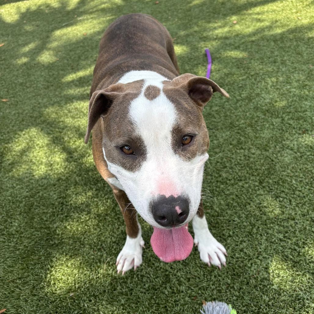 Thelma, a Adoptable Mixed Breed in Sarasota, FL image 3/6