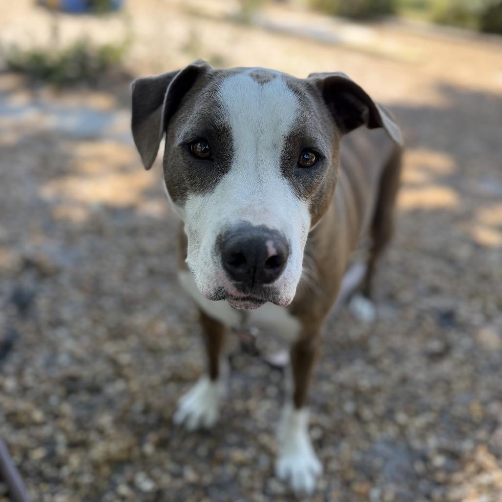 Thelma, a Adoptable Mixed Breed in Sarasota, FL image 4/6
