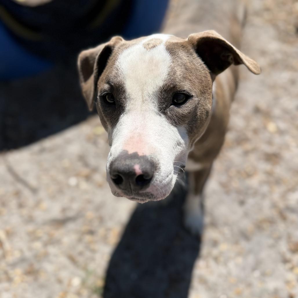 Thelma, a Adoptable Mixed Breed in Sarasota, FL image 5/6