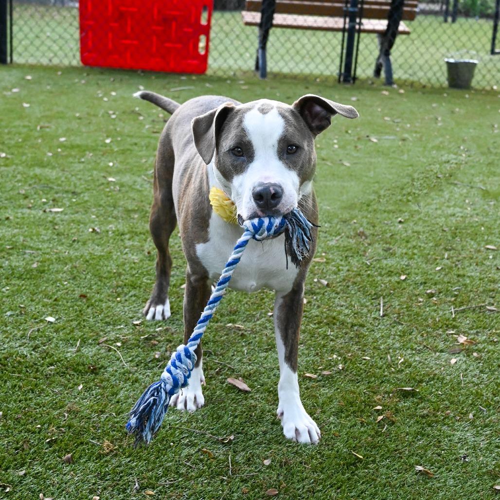 Thelma, a Adoptable Mixed Breed in Sarasota, FL image 6/6