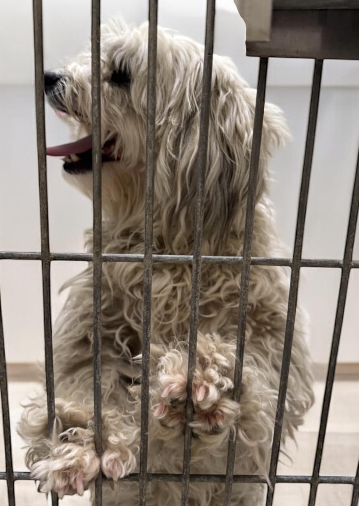 Lenny, a Adoptable mixed breed in Anchorage, AK image 2/3