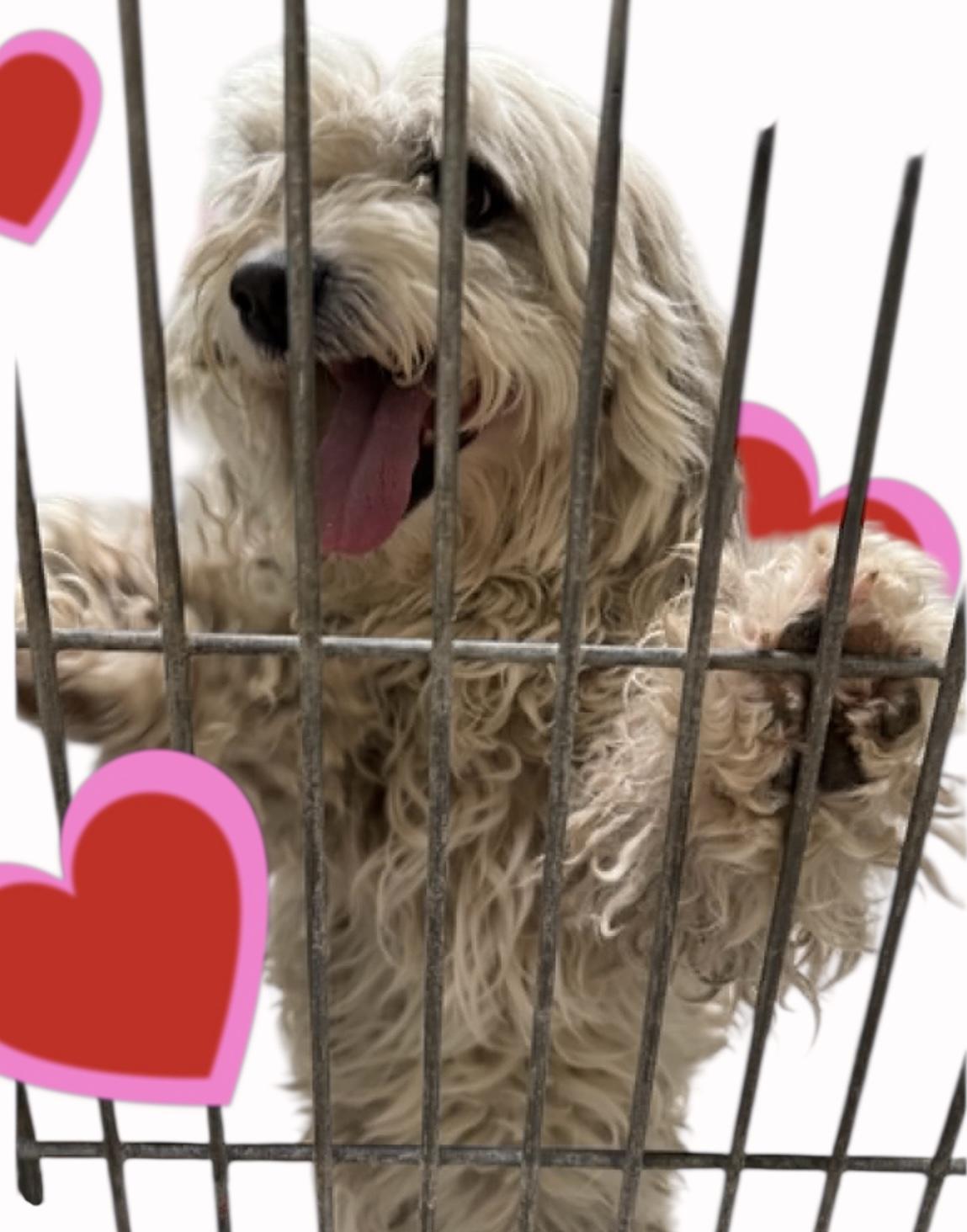 Lenny, Young Male Bichon Frise