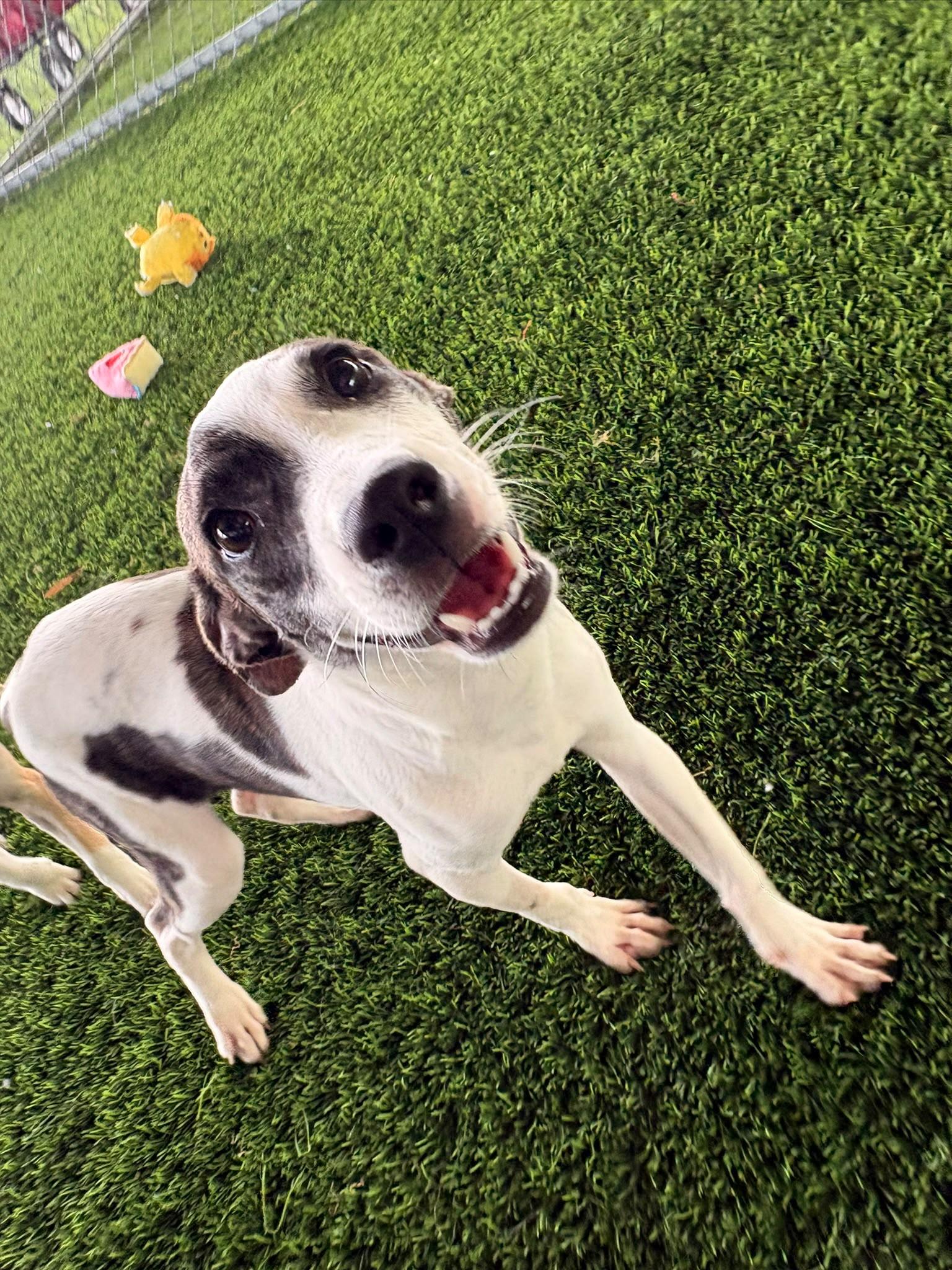 Popy, a ADOPTABLE Mixed Breed in Morristown, NJ image 2/4