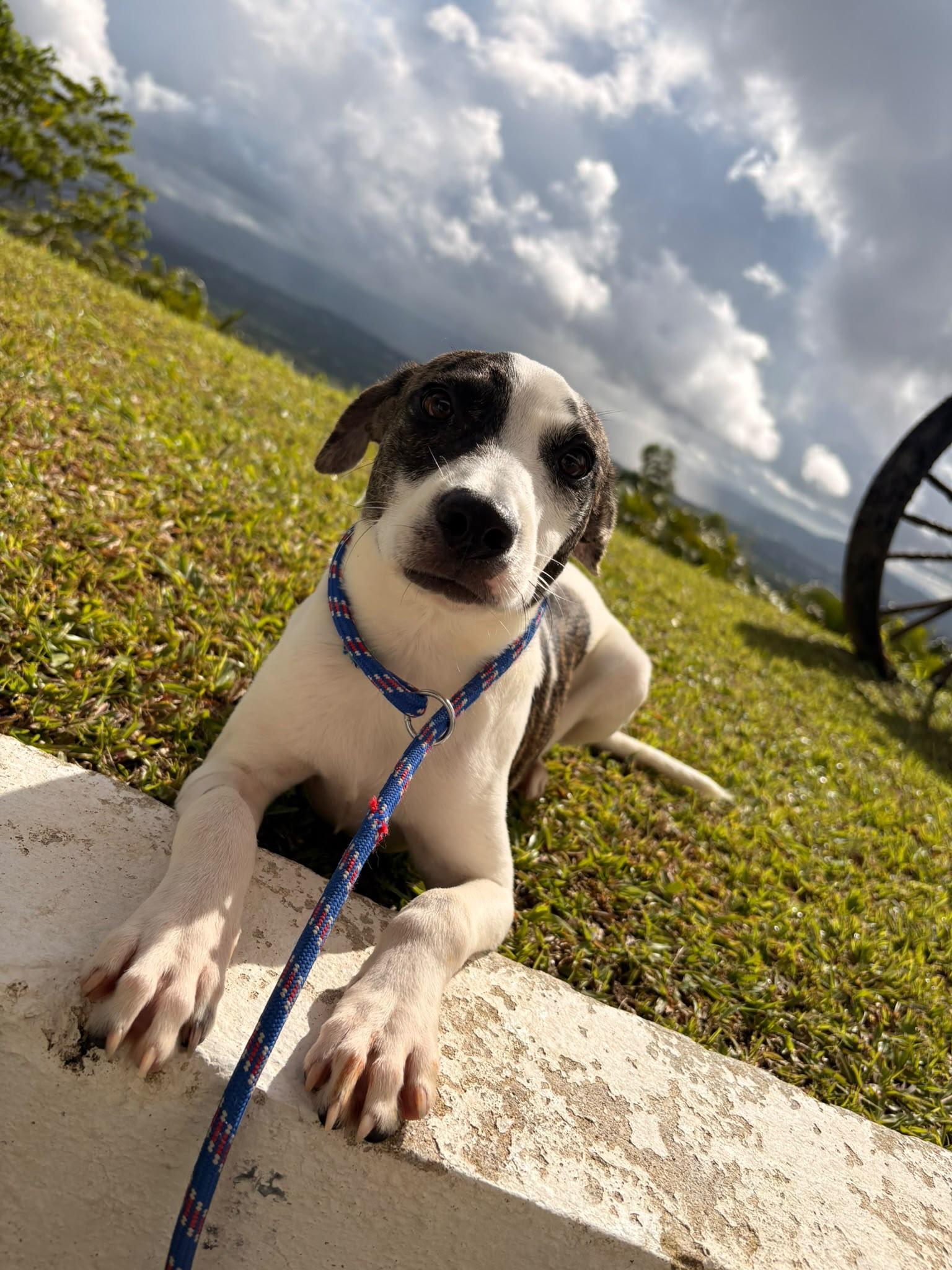 Popy, a ADOPTABLE Mixed Breed in Morristown, NJ image 4/4