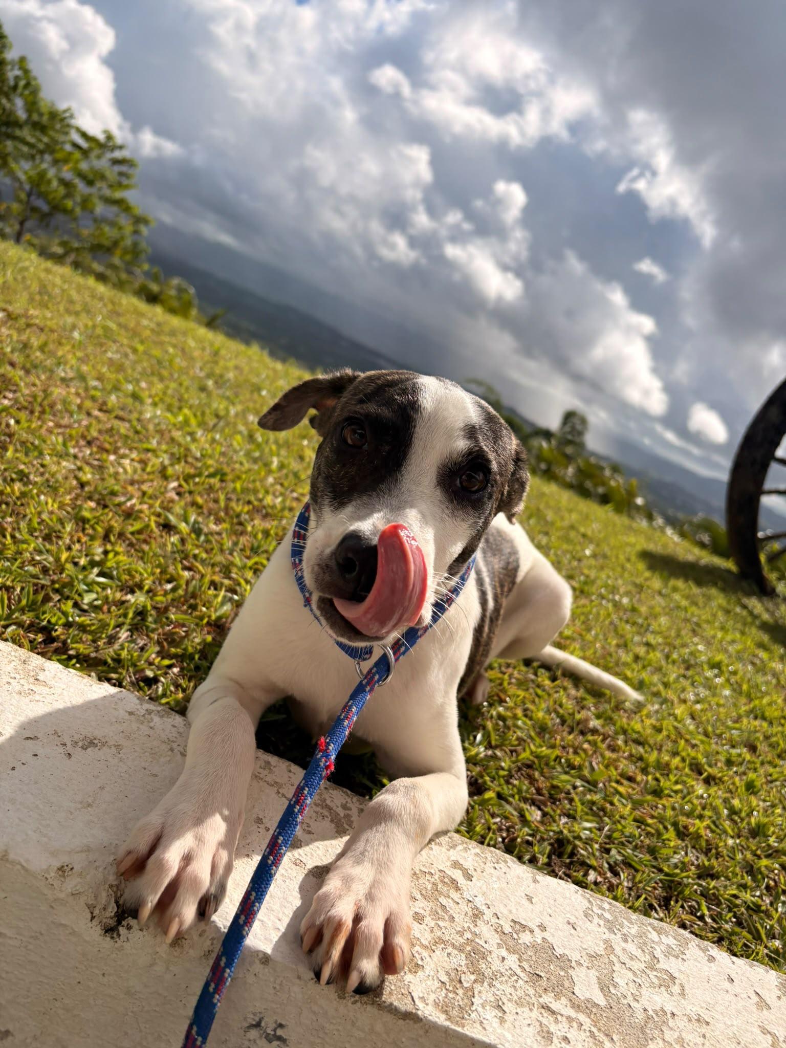 Popy, a ADOPTABLE Mixed Breed in Morristown, NJ image 3/4