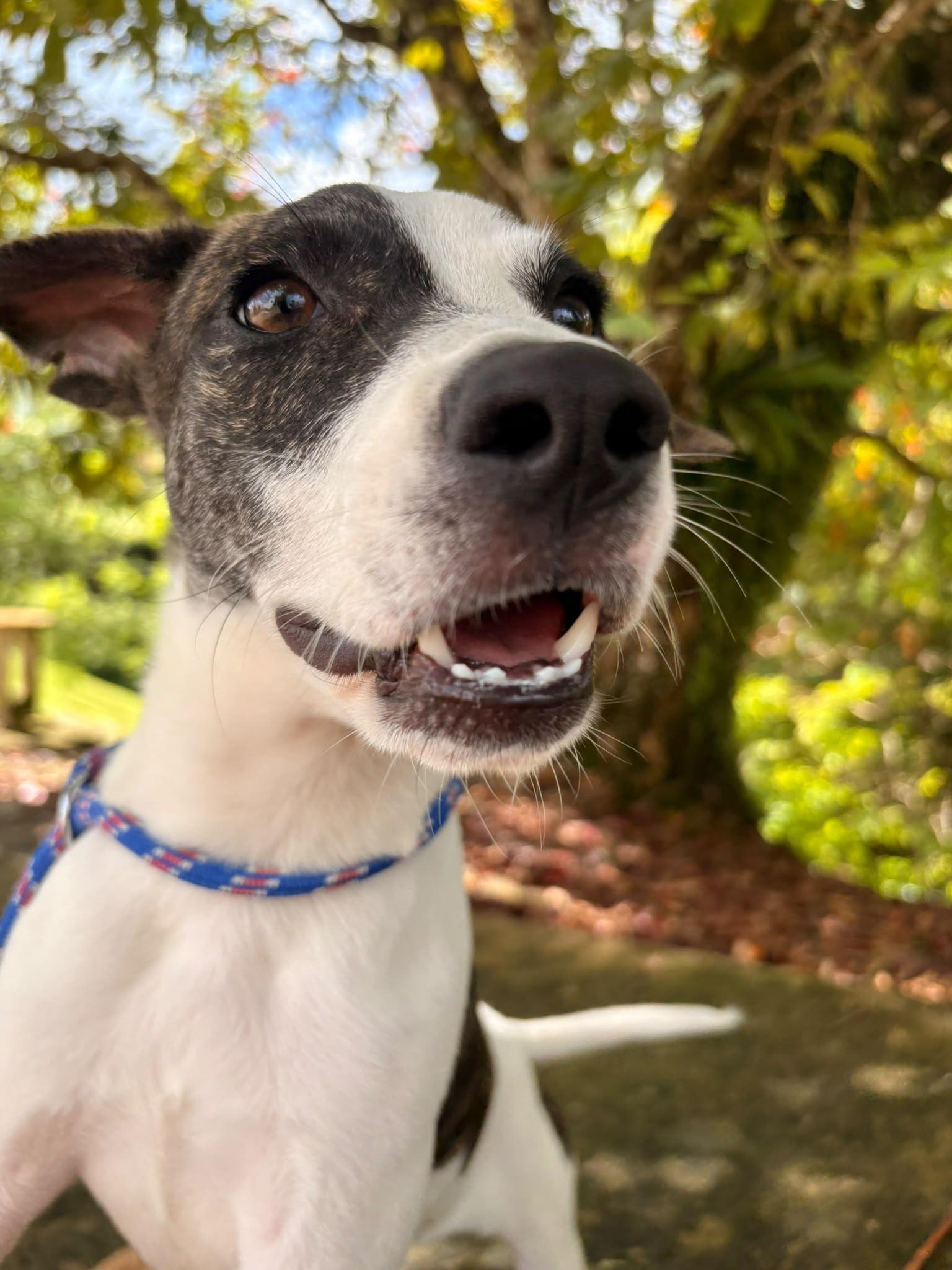 Popy, a ADOPTABLE Mixed Breed in Morristown, NJ image 1/4