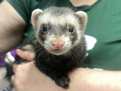 Enlarge Oreo, a Adoptable Ferret in Boulder, CO image 1/3