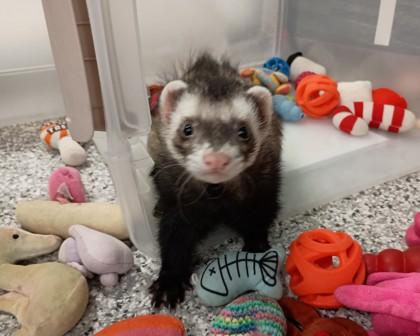 Enlarge Oreo, a Adoptable Ferret in Boulder, CO image 2/3
