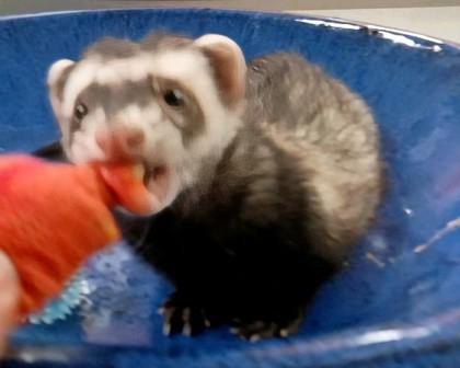 Enlarge Oreo, a Adoptable Ferret in Boulder, CO image 3/3