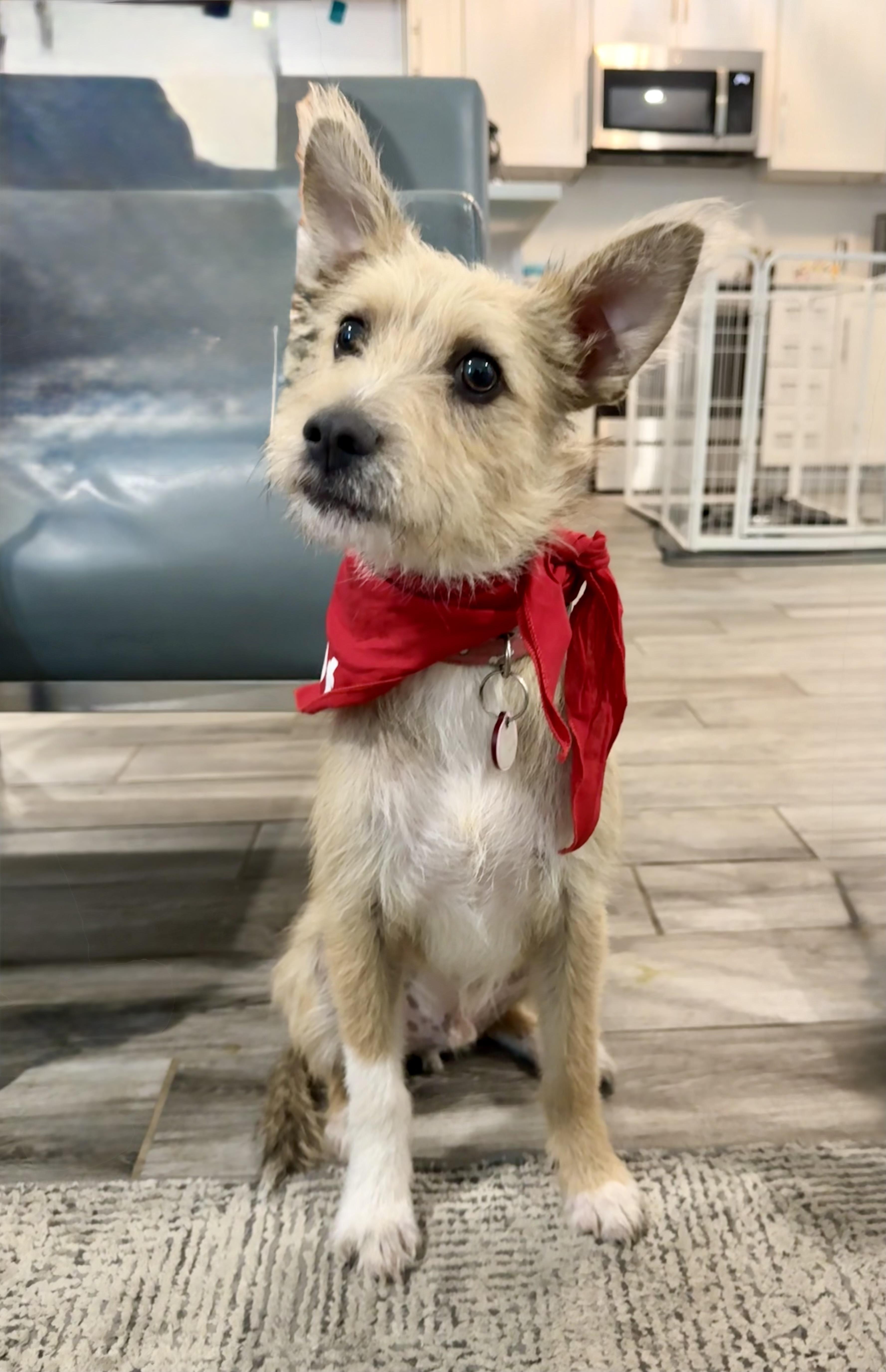 Chai is a very good boy, a Adoptable mixed breed in Lockhart, TX image 2/6