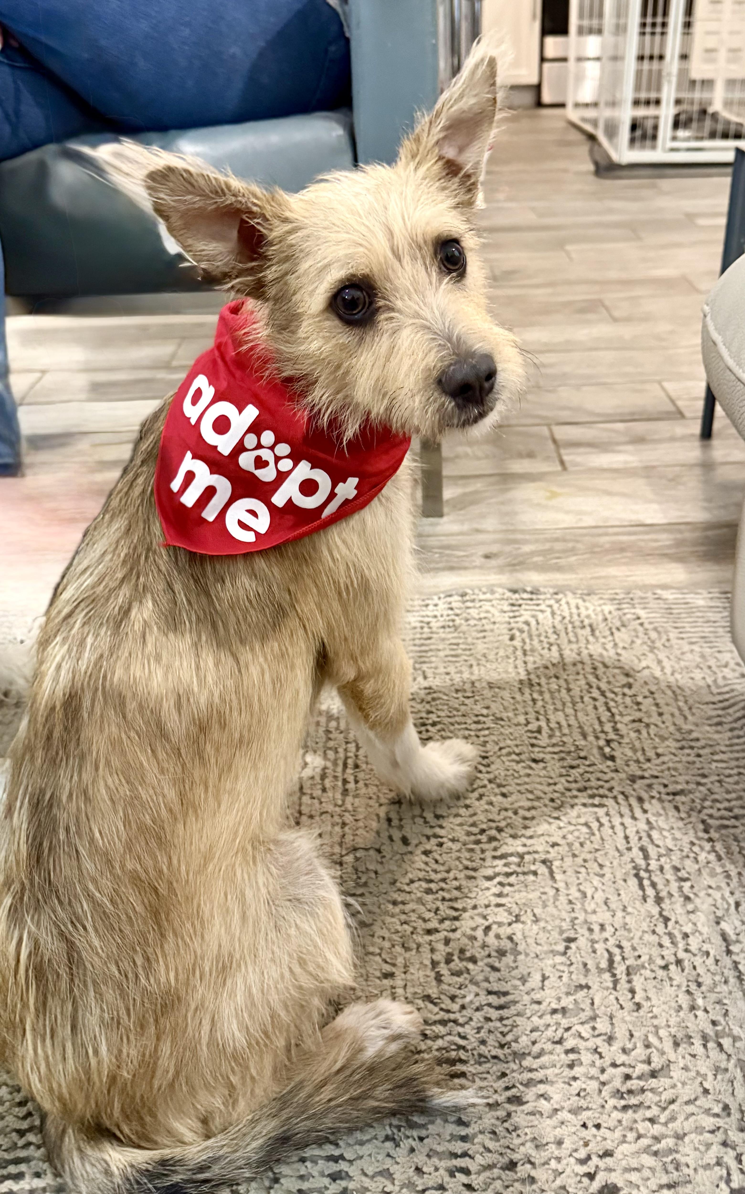 Chai is a very good boy, a Adoptable mixed breed in Lockhart, TX image 3/6