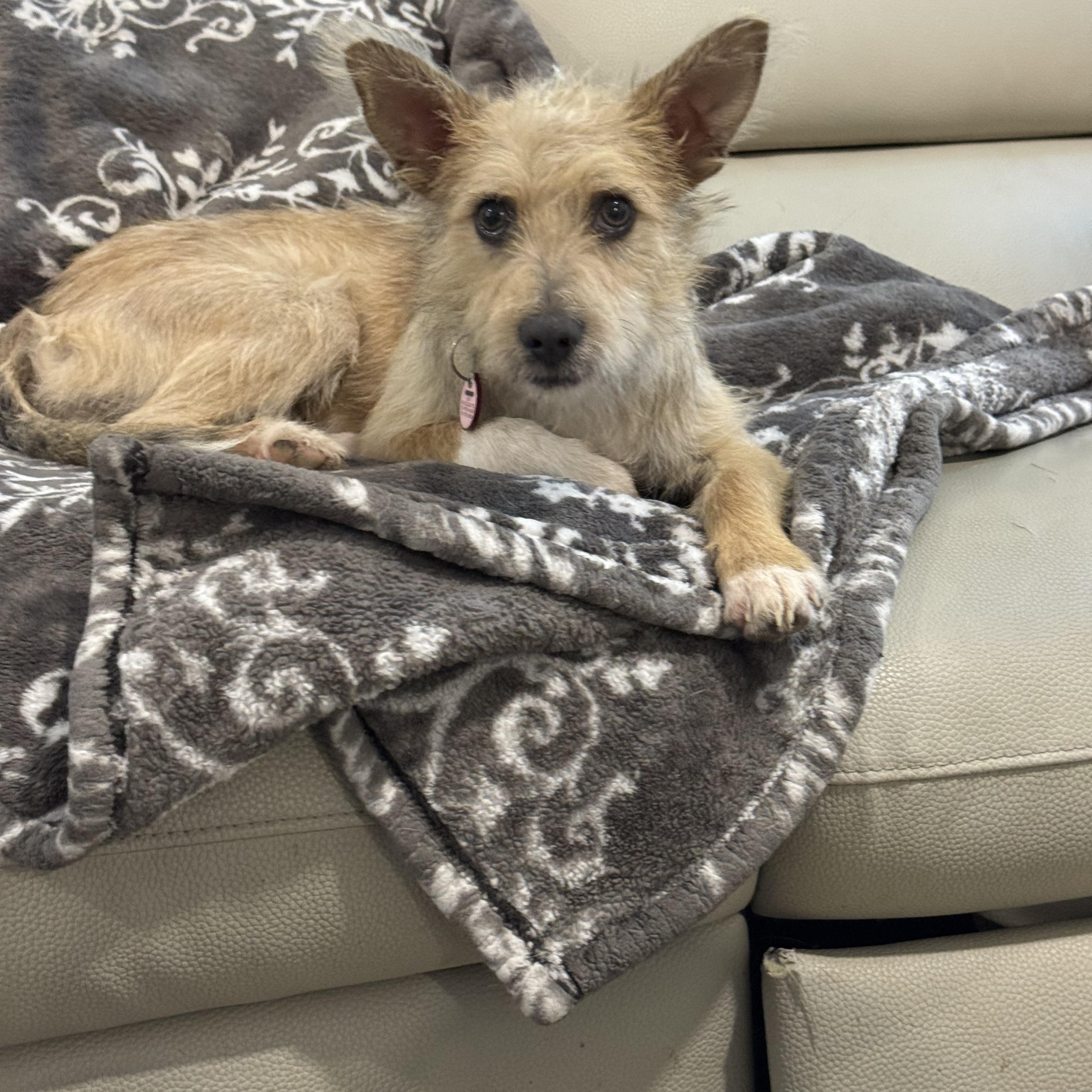 Chai is a very good boy, Adoptable, Young Male Yorkshire Terrier & Fox Terrier.