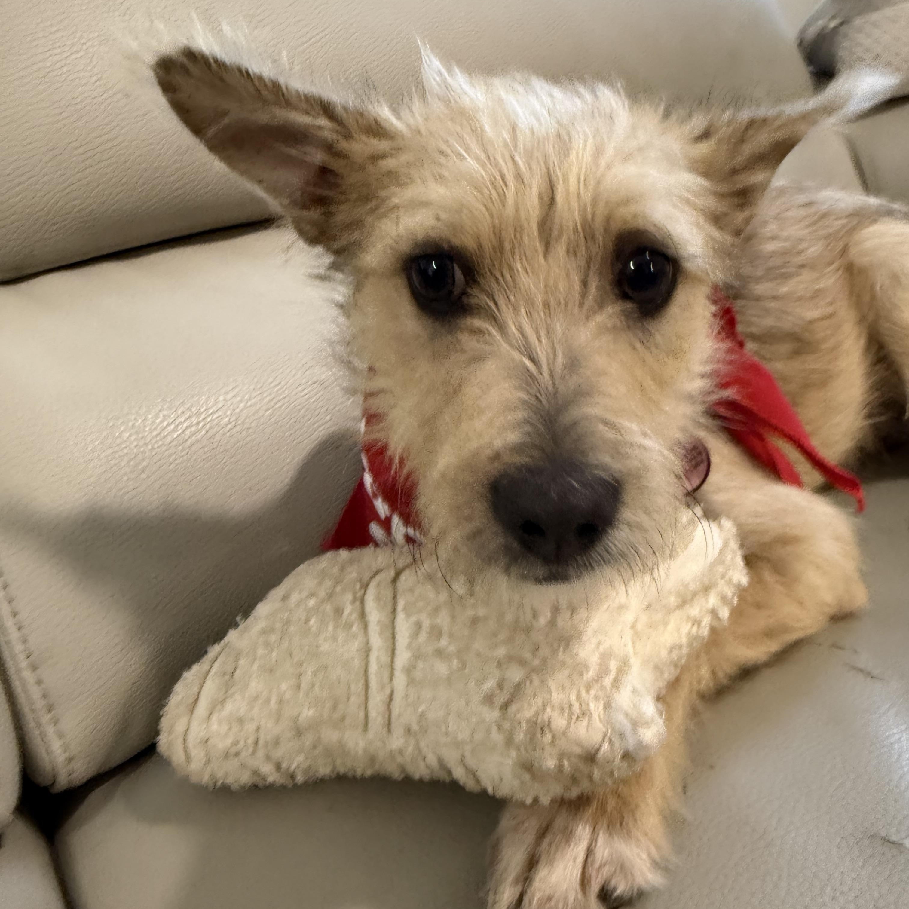 Chai is a very good boy, a Adoptable mixed breed in Lockhart, TX image 4/6
