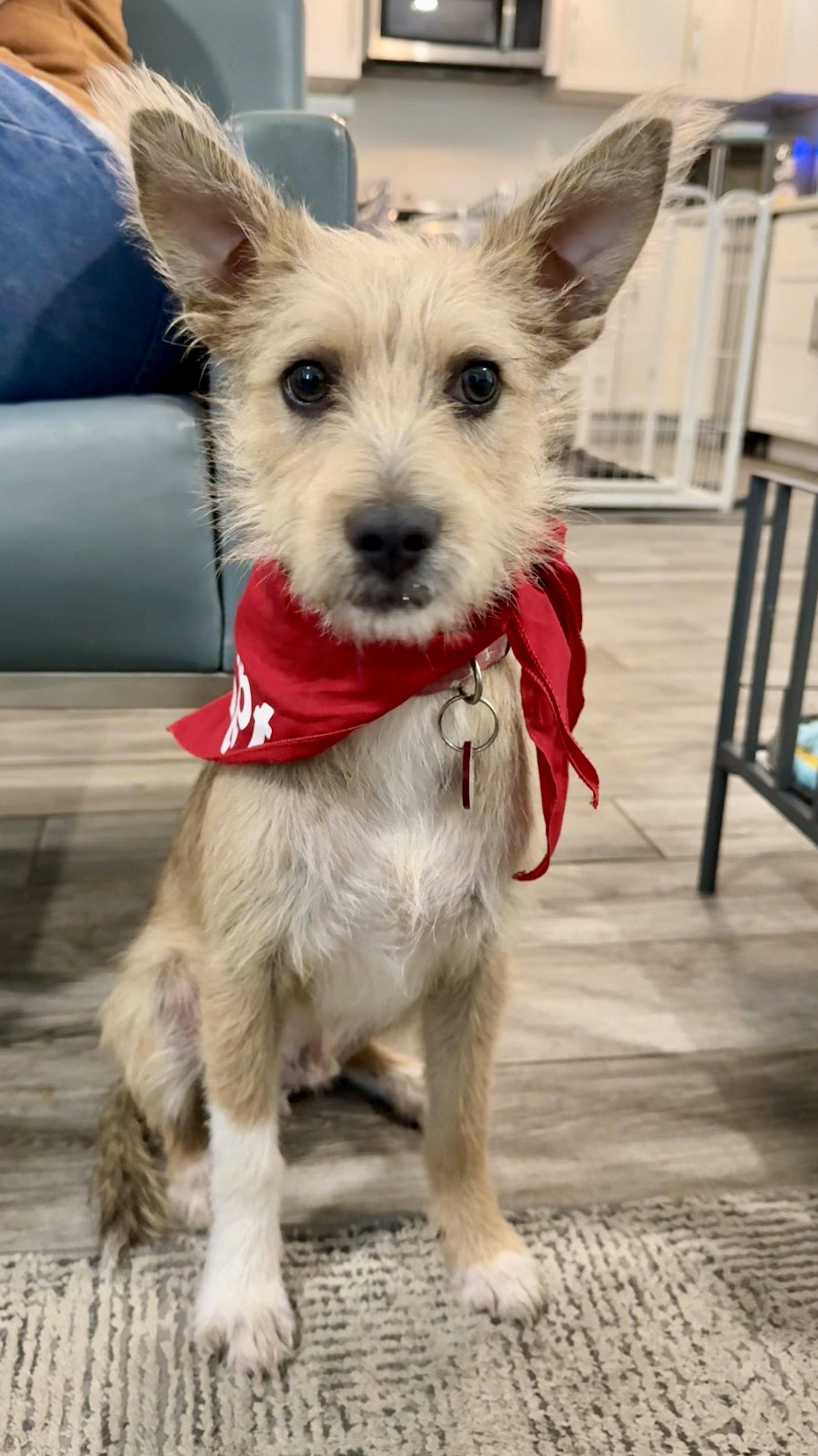 Chai is a very good boy, a Adoptable mixed breed in Lockhart, TX image 5/6