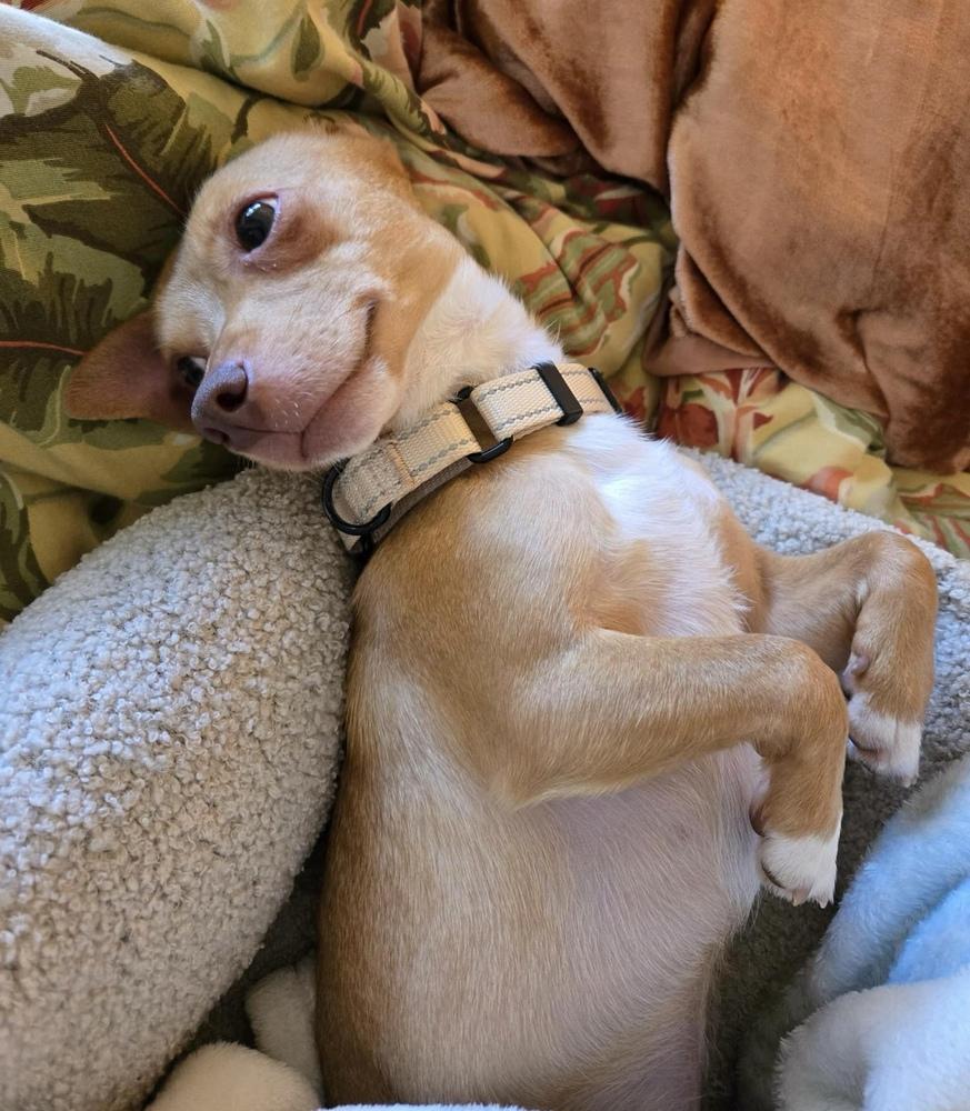 Miles, Adoptable, Adult Male Chihuahua.