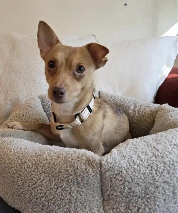 Enlarge Miles, a Adoptable mixed breed in Portland, OR image 3/6