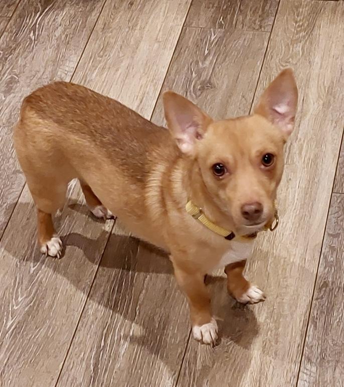 Enlarge Miles, a Adoptable mixed breed in Portland, OR image 5/6