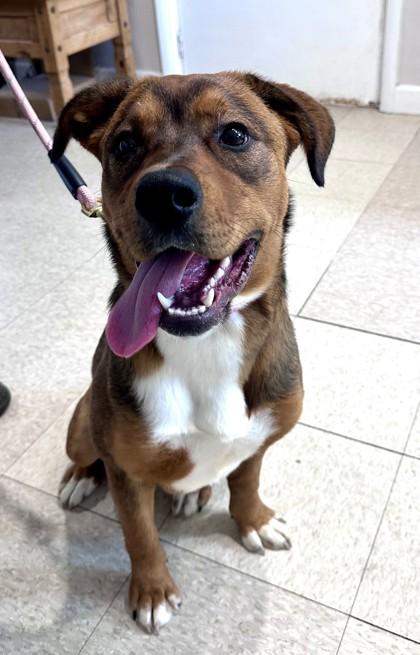 Kyra, adopted, Young Female Mixed Breed.