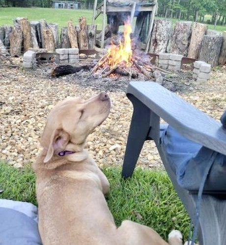 Enlarge Benny, a Adoptable mixed breed in Leesburg, AL image 1/5