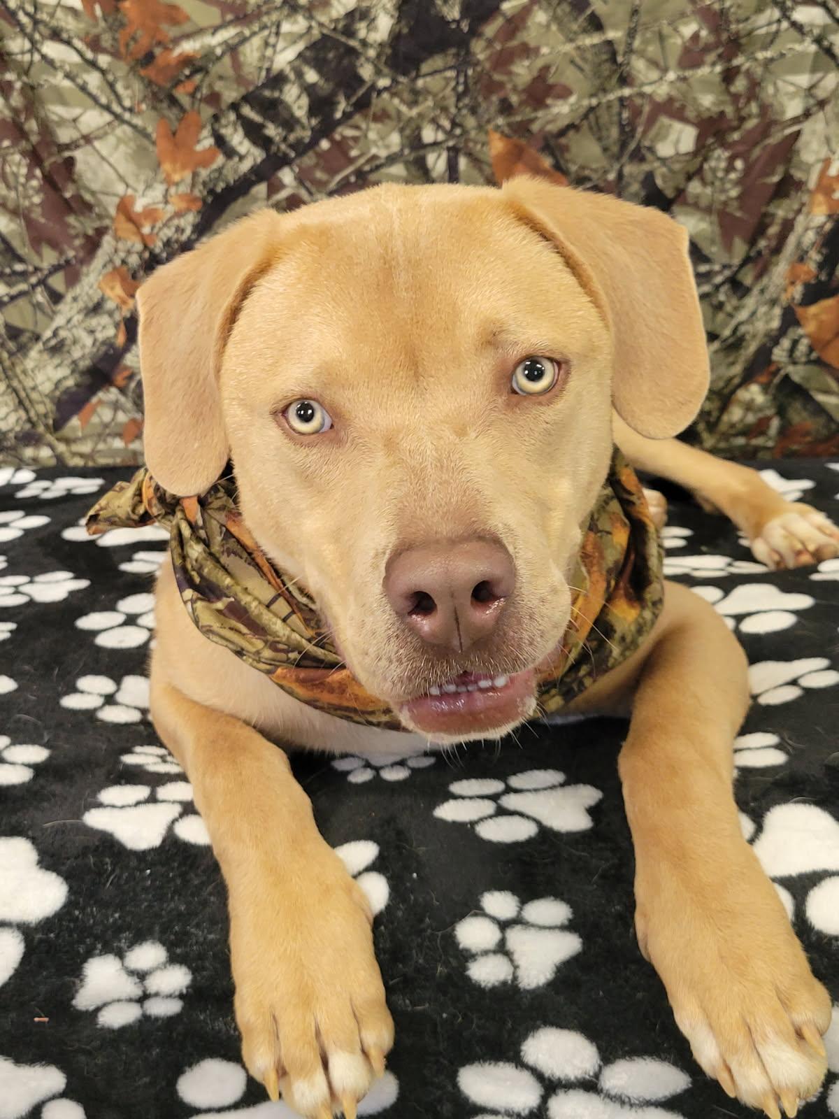 Enlarge Benny, a Adoptable mixed breed in Leesburg, AL image 1/3