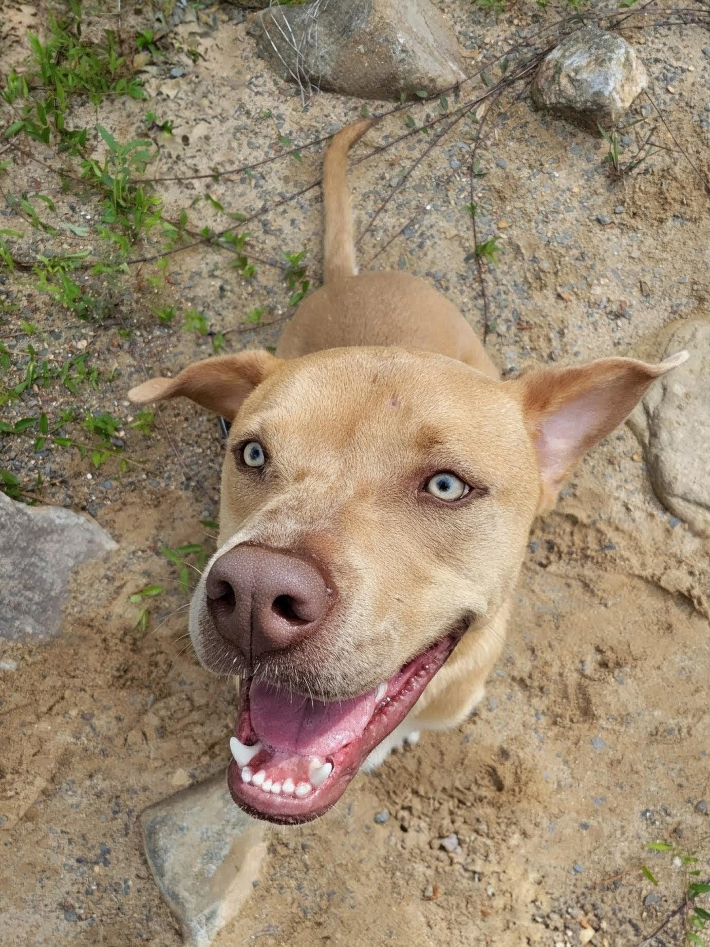 Enlarge Benny, a Adoptable mixed breed in Leesburg, AL image 2/5