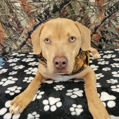 Enlarge Benny, a Adoptable mixed breed in Leesburg, AL image 2/3