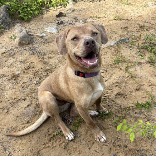 Enlarge Benny, a Adoptable mixed breed in Leesburg, AL image 3/5