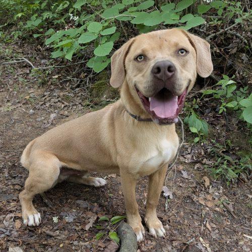 Enlarge Benny, a Adoptable mixed breed in Leesburg, AL image 4/5