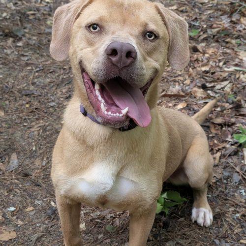 Enlarge Benny, a Adoptable mixed breed in Leesburg, AL image 5/5