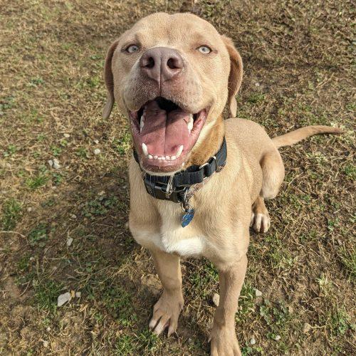 Enlarge Benny, a Adoptable mixed breed in Leesburg, AL image 3/3