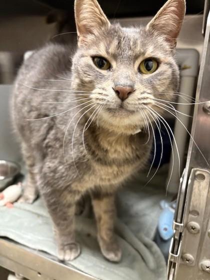 Paisley  **Adoption Sponsored**, Adoptable, Adult Female Domestic Short Hair & Domestic Short Hair.