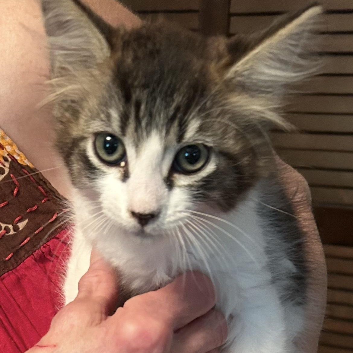 5-month old kittens, an adoptable Domestic Short Hair in Redding, CA, 96003 | Photo Image 1