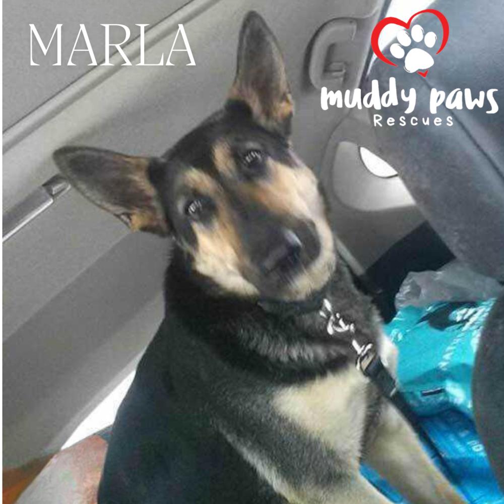 Marla, Adoptable, Young Female German Shepherd Dog.
