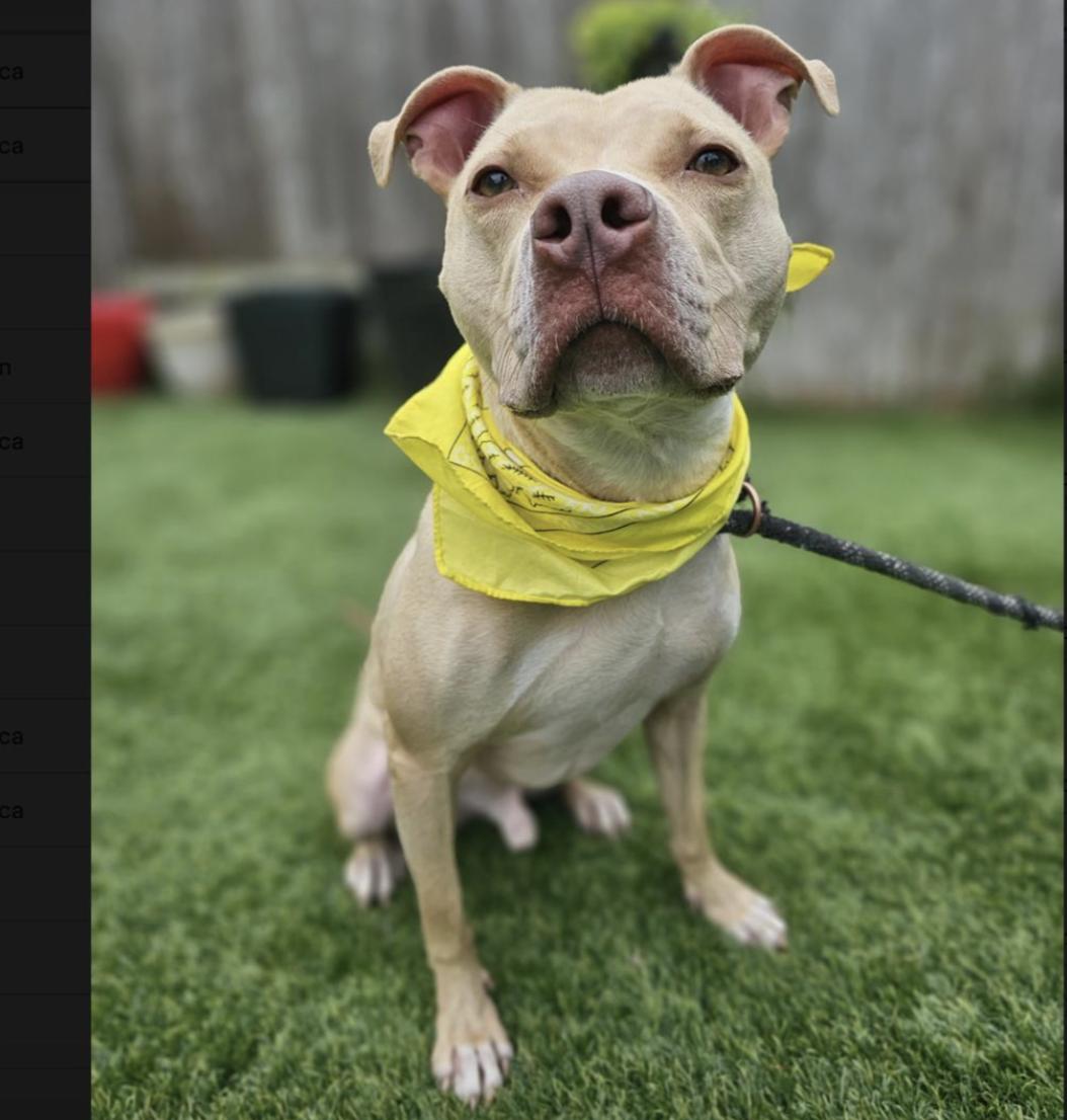 Enlarge Cheesey Tango, a ADOPTABLE Terrier in New Haven, CT image 4/5