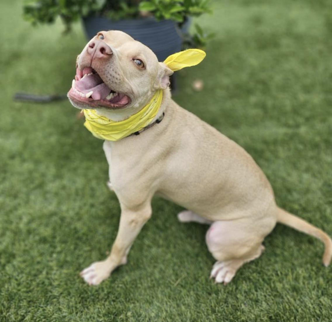 Enlarge Cheesey Tango, a ADOPTABLE Terrier in New Haven, CT image 3/5